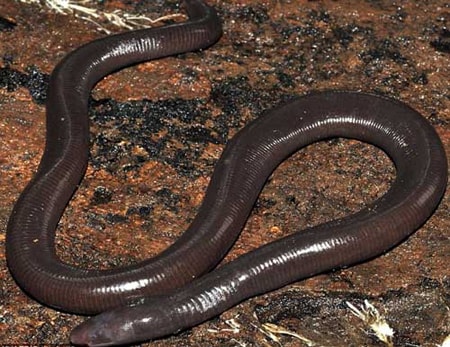 Sinh vật lạ giun lai rắn ở Campuchia